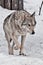 A strict female wolf goes straight up on you in front of a close-up of the snow