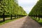 Strict rows of trimmed lime trees Marlin alley in spring on a clear sunny day, Peterhof. Sights of Russia.