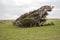 Strictly rough wind shaped tree formation near Southland, New Zealand
