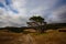 Strictly rough wind shaped tree formation New Zealand