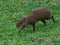 Striding Agouti