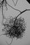 A Strig of Mistletoe on a Branch of a Tree