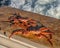 Strigun crabs on Kamchatka