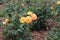 Strike It Rich rose bushes with four blooming yellow and pink tinged flowers at Boerner Botanical Gardens