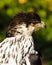 Striking African Hawk-Eagle, Aquila Spilogaster, head shot looking towards right