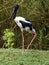 Striking Black Necked Stork