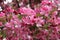 Striking blooming apple tree in the garden.