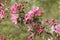 Striking blooming apple tree in the garden.