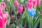 Striking blue flowering tulip differs from the many pink blooming tulips