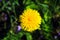 In this striking close-up, a brilliant yellow dandelion flower takes center stage against a backdrop of luxuriant green grass,