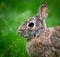 A striking close-up of a cottontail rabbit in profile with a soothing green background.
