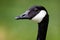 Striking close up of head of adult Canada Goose - side view