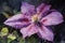 A striking closeup of a magentahued clematis flower in the rain. Trendy color of 2023 Viva Magenta.. AI generation