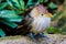 A Striking Closeup Pose of a Guira Cuckoo Bird