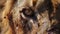 striking closeup of wild male lion face and eyes in extreme detail, fierce wildlife portrait