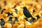 Striking contrast solitary black bird surrounded by golden companions