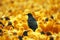 Striking contrast solitary black bird surrounded by golden companions