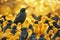 Striking contrast solitary black bird surrounded by golden companions