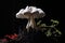 striking contrast of a white mushroom against a dark soil background