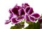 Striking dark magenta and white Pelargonium