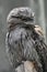 Striking Face of a Gray Tawny Frogmouth Bird