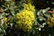 Striking foliage and flowers of Berberis aquifolium