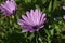 Striking Garden with a Blooming Purple Aster on a Spring Day
