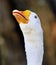 Striking Goose Head Open Beak Hissing Close-up