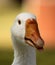 Striking Goose Head Open Beak Tongue Close-up