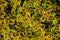 Striking green and burgundy variegation of Coleus plants