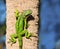 Striking green iguana