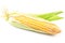 A striking image of a corn head, isolated on a clean white background