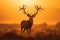 A striking image of a deer with long antlers standing confidently in a spacious field., A silhouette of a stag during the golden-