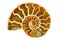 Striking Isolated Single Nautilus Fossil on White