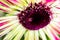 Striking macro closeup of African Daisy Gerbera or Aster bud with petals and beautiful heart of the flower.