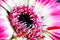 Striking macro closeup of African Daisy Gerbera or Aster bud with petals and beautiful heart of the flower.