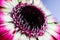 Striking macro closeup of African Daisy Gerbera or Aster bud with petals and beautiful heart of the flower.