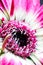 Striking macro closeup of African Daisy Gerbera or Aster bud with petals and beautiful heart of the flower.