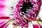 Striking macro closeup of African Daisy Gerbera or Aster bud with petals and beautiful heart of the flower.