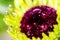 Striking macro closeup of African Daisy Gerbera or Aster bud with petals and dew drops in the heart of the flower.