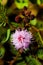 Striking macro flower closeup of Mimosa pudica or Mimosa pigra sensitive plant, also known as Shameplant, Sleepy plant.