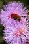 Striking macro flower closeup of Mimosa pudica or Mimosa pigra sensitive plant, also known as Shameplant, Sleepy plant.