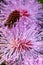 Striking macro flower closeup of Mimosa pudica or Mimosa pigra sensitive plant, also known as Shameplant, Sleepy plant.