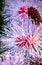 Striking macro flower closeup of Mimosa pudica or Mimosa pigra sensitive plant, also known as Shameplant, Sleepy plant.