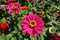 Striking magenta-colored flower head of zinnia