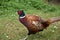 Striking Male Pheasant with Distinctive Markings in the Wild