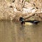 Striking male Wood Duck swims in a creek in early spring