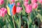 Striking multicolor flowering tulip differs from the many pink b