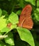 Striking orange Julia heliconian butterfly on a leaf
