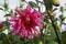 Striking pink bloom of dahlia from dwarf double mixed dahlias pack